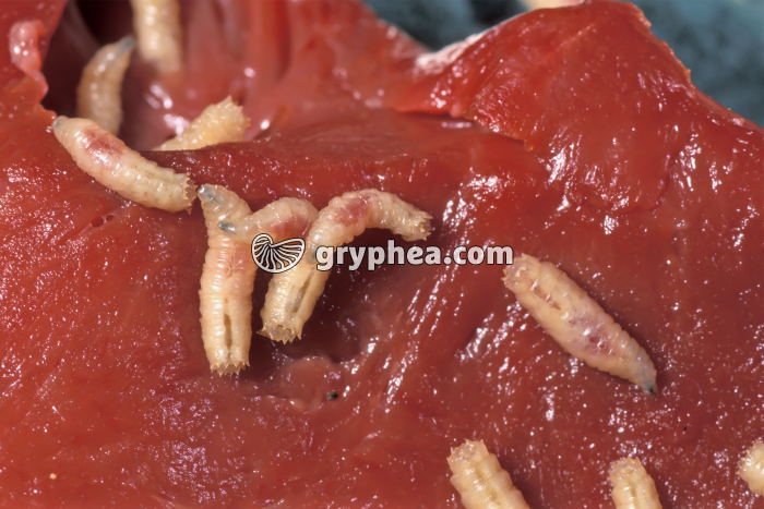 Mouche - larves de mouche (Asticots) - gryphea.com